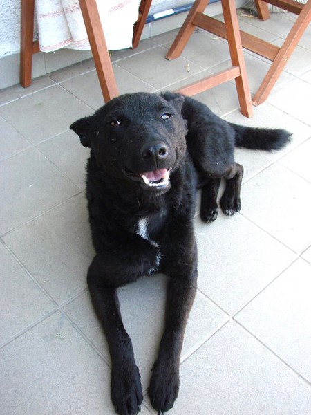 Gunjac (iz Gunje)