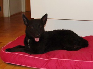 Gunja_3