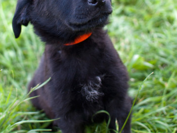 Ringo