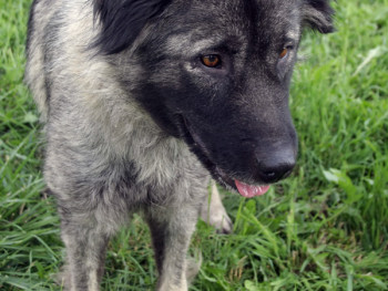 Šara (iz Gunje)