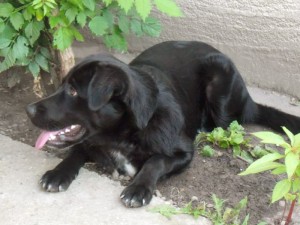 Lu_labrador_3