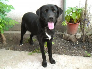 Lu_labrador_4