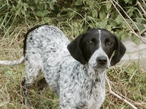 Troy_2