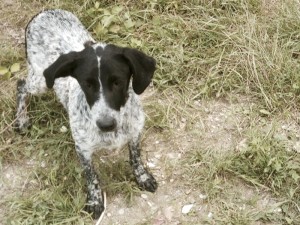 Troy_3