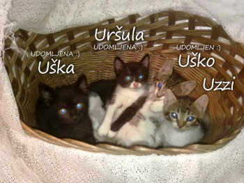 Uška