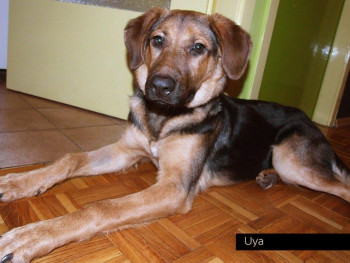 Uya
