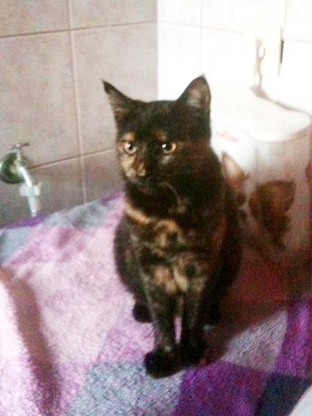 Cici