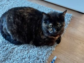 Cici