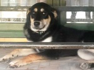 Nala_2