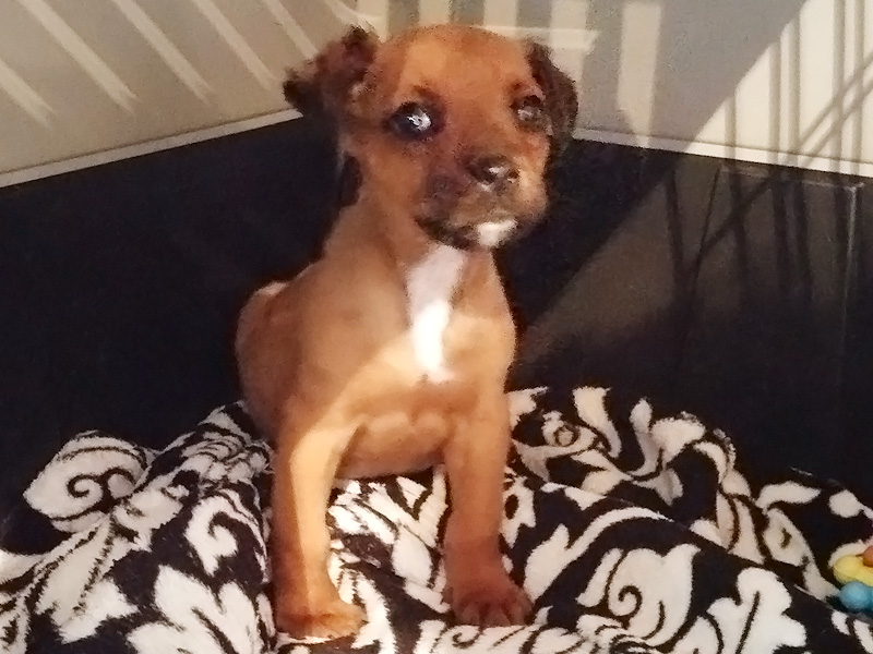 Zahi