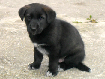 Zeus