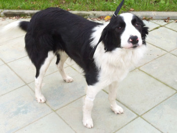 Ziki