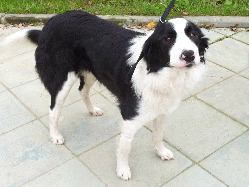 Ziki