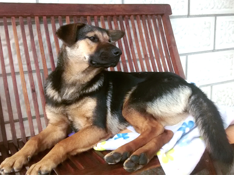 Zala