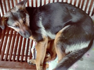 Zala_2