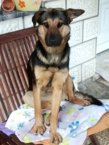 Zala_3