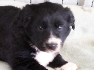 Zozef_2