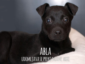 Abla_8