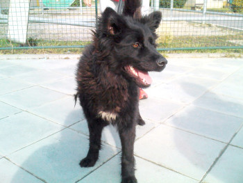 Basya