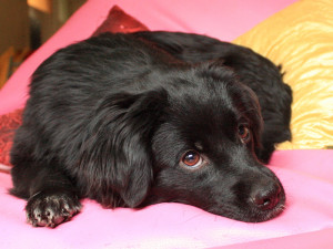 Babett_3