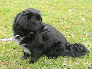 Babett_4