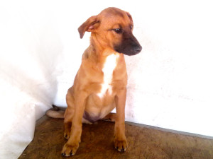 Banderas_2