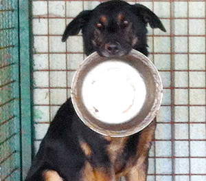 Donacije hrane za pse su više nego dobrodošle