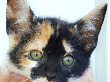 Hairball