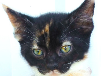 Hildegard