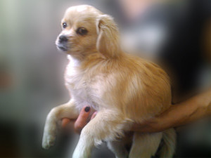 Jessie_2