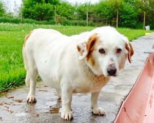 dolly2