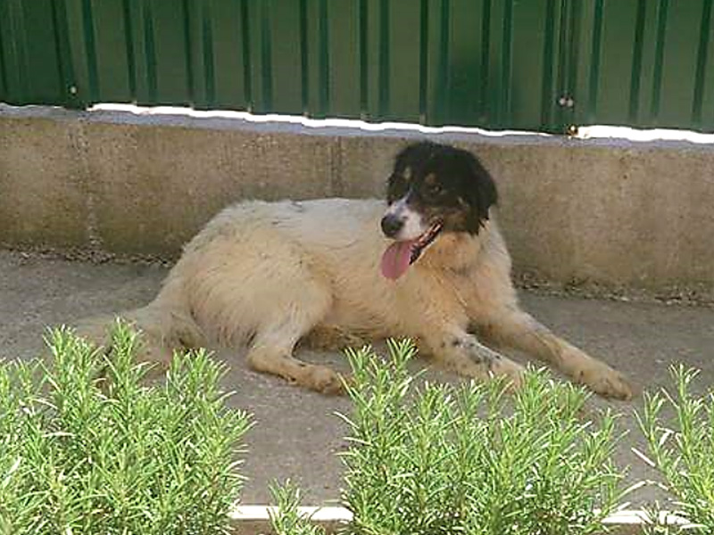 Tonja