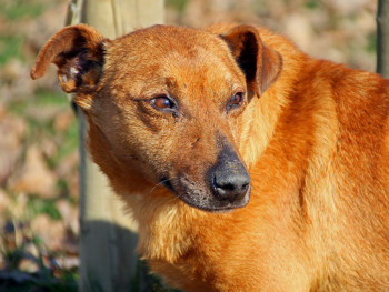 Žućko