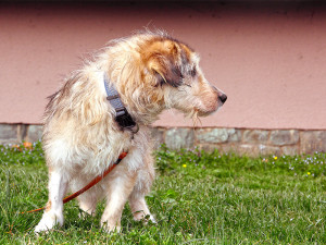 Nelson_3
