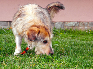 Nelson_4