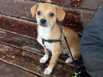 Coco
