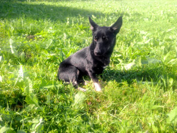 Hera