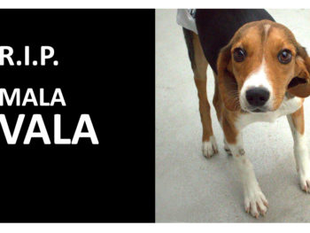 R.I.P. mala Vala