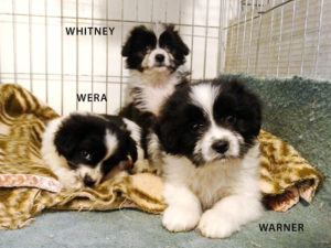 withney_wera_warner_2