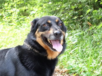 Roky