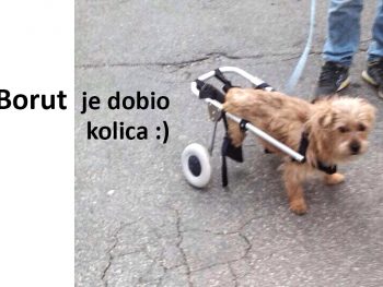 Borut je dobio kolica :)