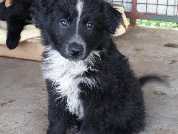 Darwin