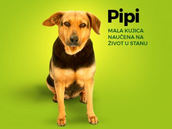Pipi