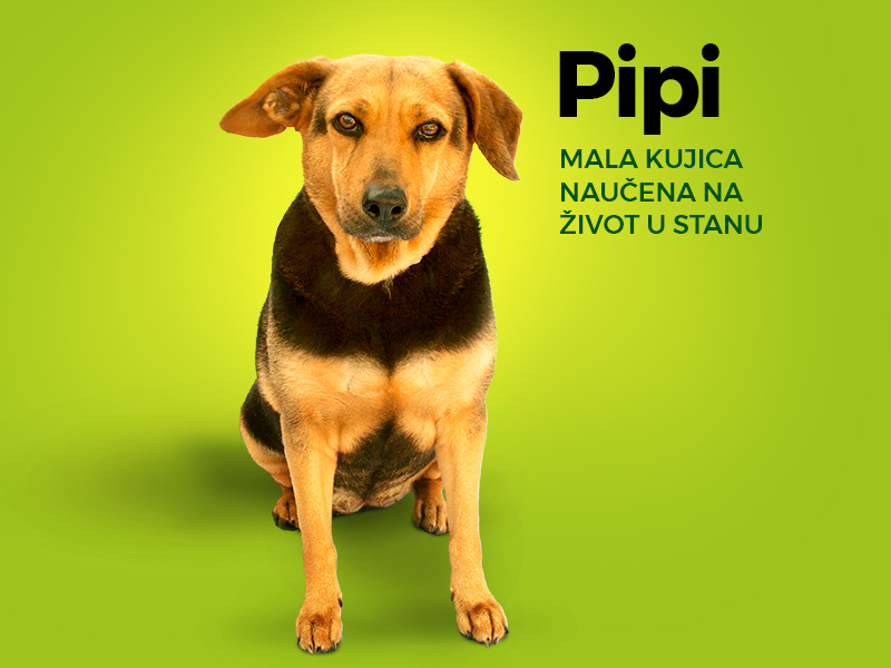 Pipi