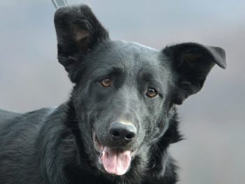 Lu