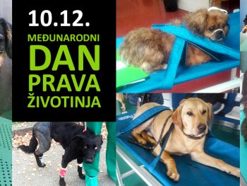 10.12. Međunarodni dan prava životinja