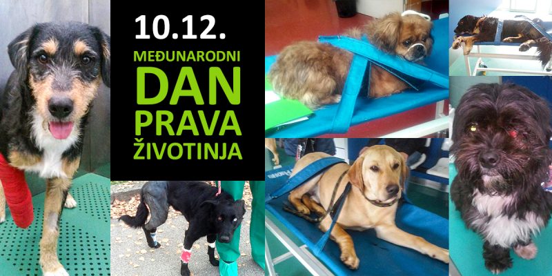 10.12. Međunarodni dan prava životinja