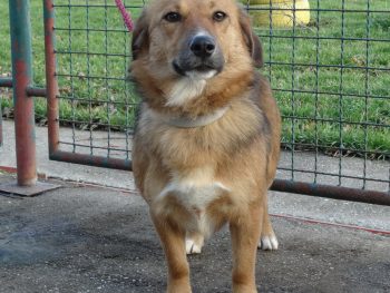 Katja