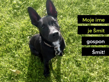 Šmit