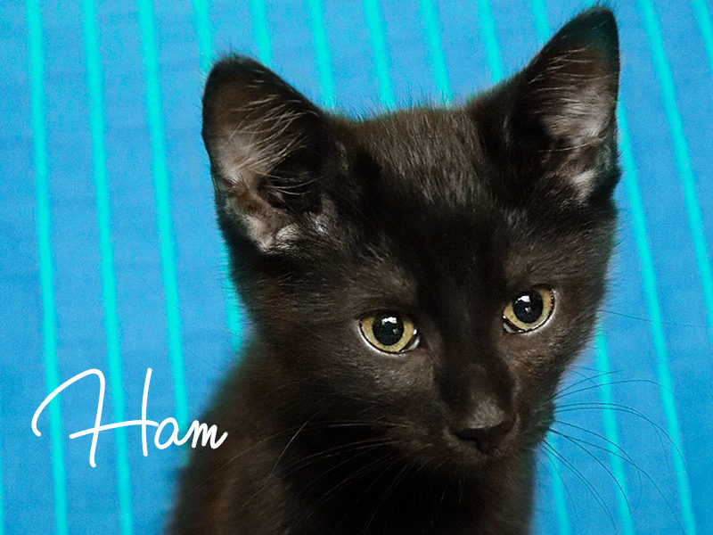 Ham